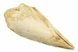 Fossil Spinosaurus Toe Claw - Excellent Preservation #241023-2